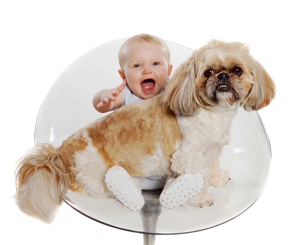 Pet Photography - Doggy Smash - Puppy Smash