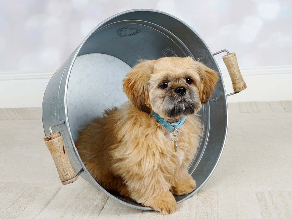 Pet Photography - Doggy Smash - Puppy Smash