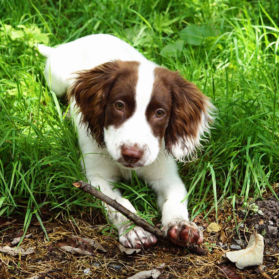 Pet Photography & Doggy / Puppy Cake Smash