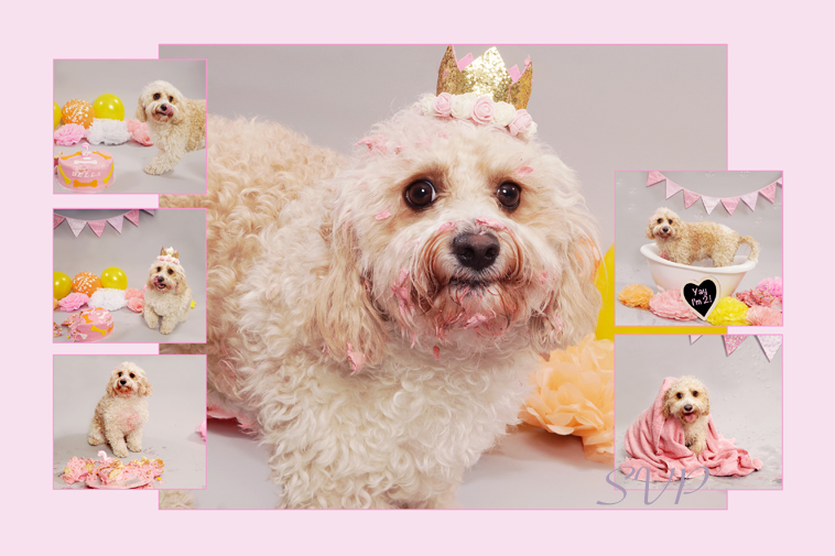 Bella Dog Cake Smash Photo session 