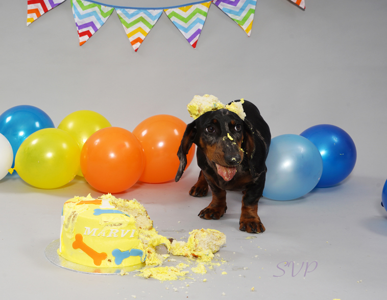 Dog Cake Smash, Puppy Cake Smash 