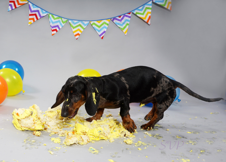 Dog Cake Smash, Puppy Cake Smash 