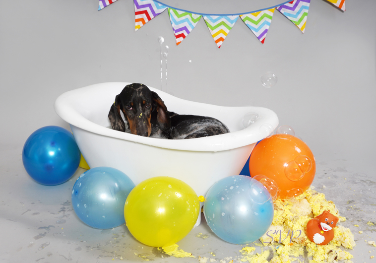 Dog Cake Smash, Puppy Cake Smash 