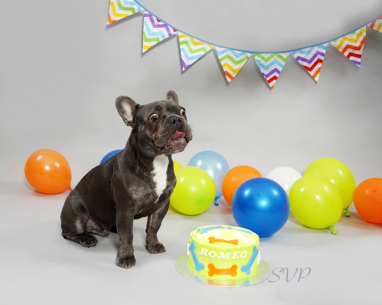 Dog Smash, Dog Cake Smash, Dog photographer 