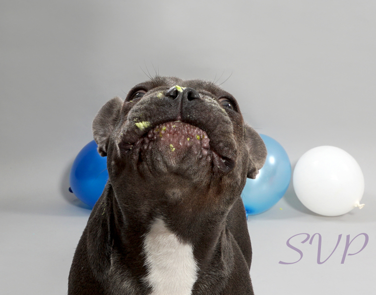 Dog Smash, Dog Cake Smash, Dog photographer 