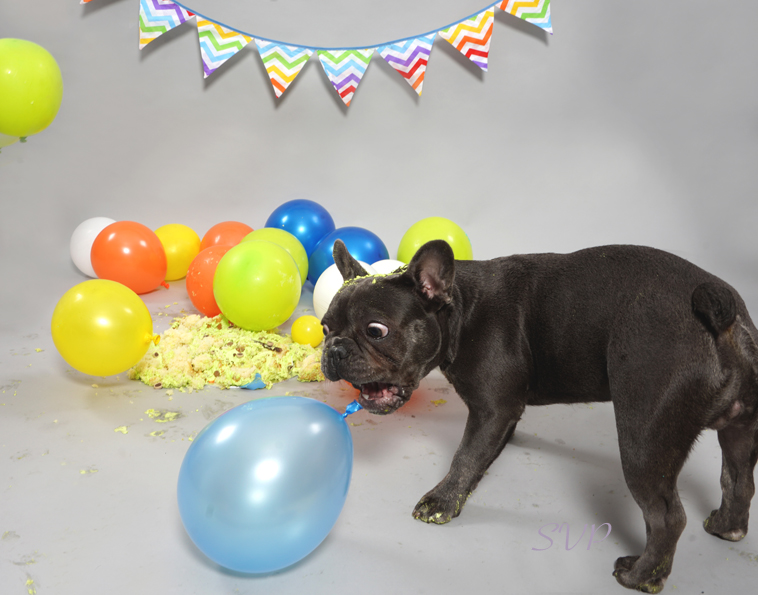 Dog Smash, Dog Cake Smash, Dog photographer 