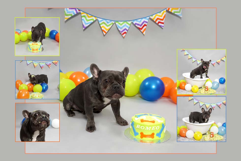 Dog Smash, Dog Cake Smash, Dog photographer 