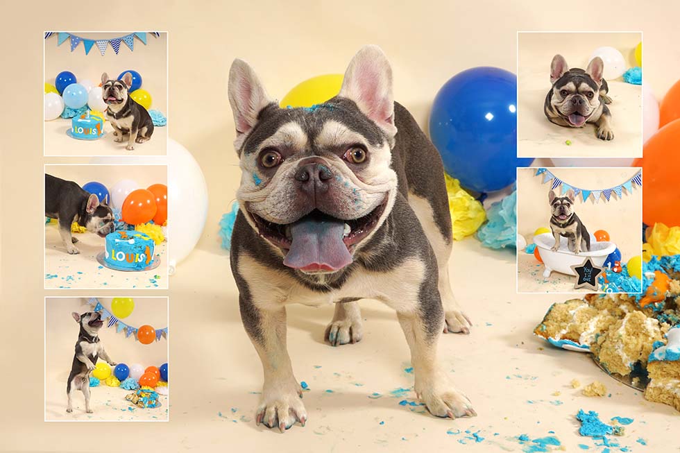 dog smash, dog cake smash, dog cake smashing, 1st birthday,dog cake smash photoshoot, pet photo shoot