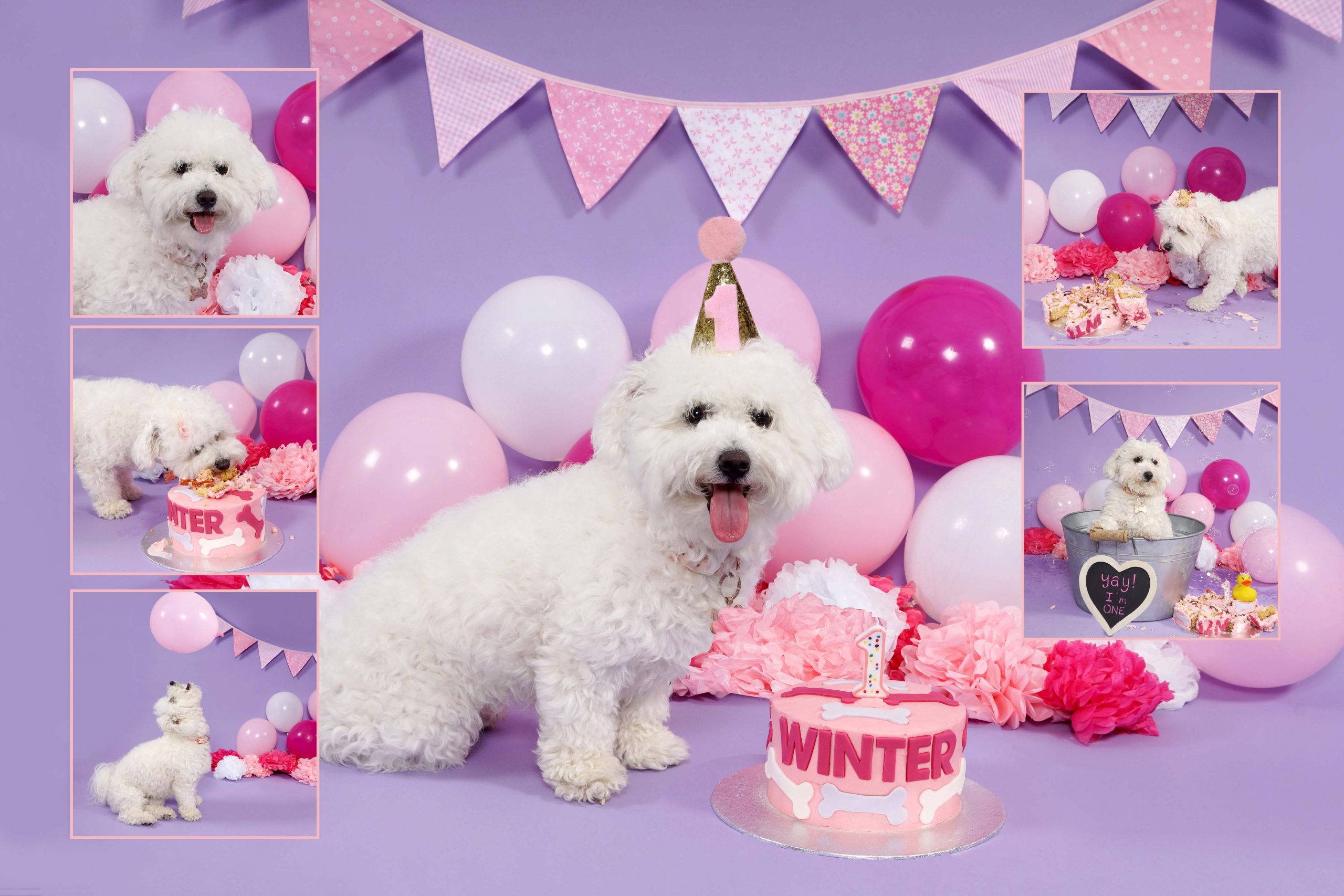 dog smash, dog cake smash, dog cake smashing, 1st birthday,dog cake smash photoshoot, pet photo shoot