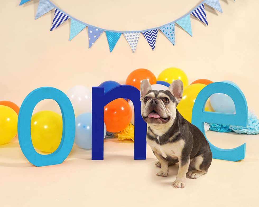 dog smash, dog cake smash, dog cake smashing, 1st birthday,dog cake smash photoshoot, pet photo shoot