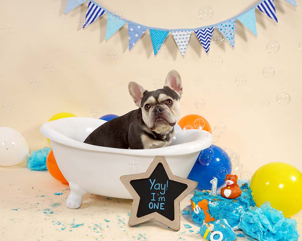 dog smash, dog cake smash, dog cake smashing, 1st birthday,dog cake smash photoshoot, pet photo shoot