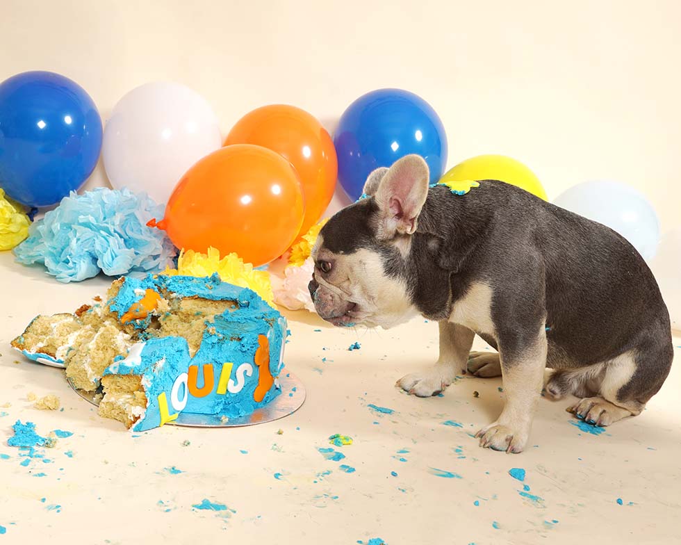 dog smash, dog cake smash, dog cake smashing, 1st birthday,dog cake smash photoshoot, pet photo shoot