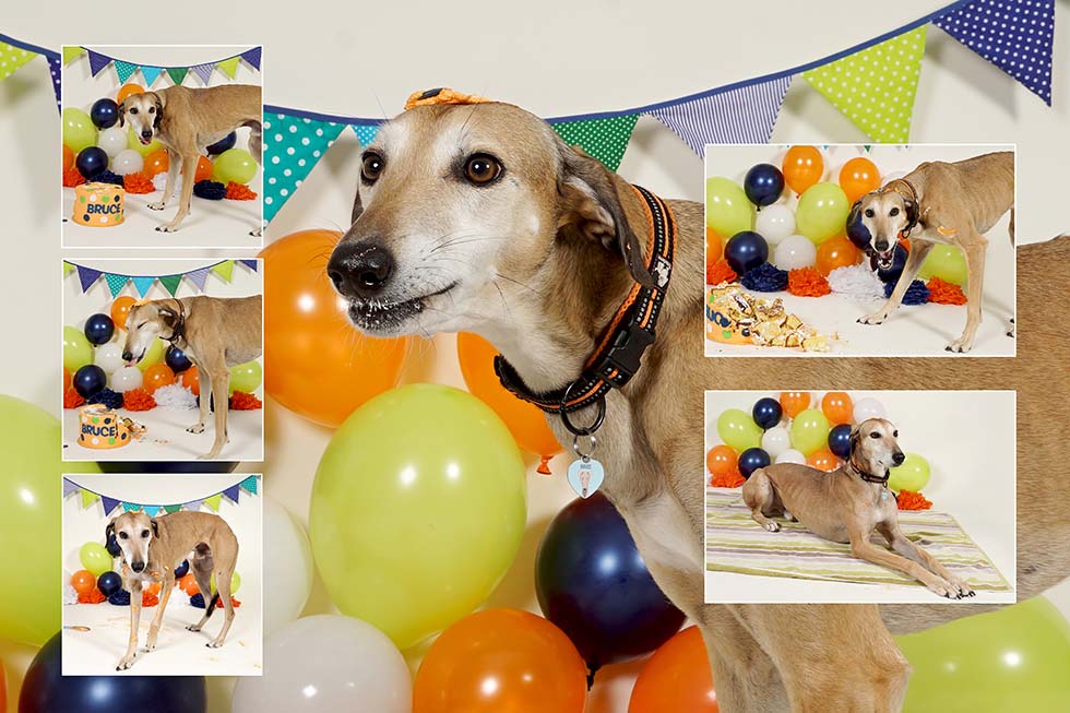 dog smash, dog cake smash, dog cake smashing, 1st birthday,dog cake smash photoshoot, pet photo shoot