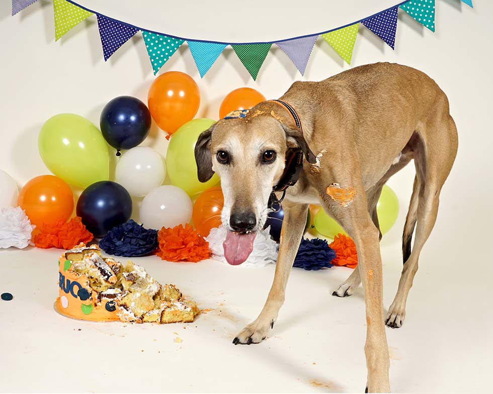 dog smash, dog cake smash, dog cake smashing, 1st birthday,dog cake smash photoshoot, pet photo shoot