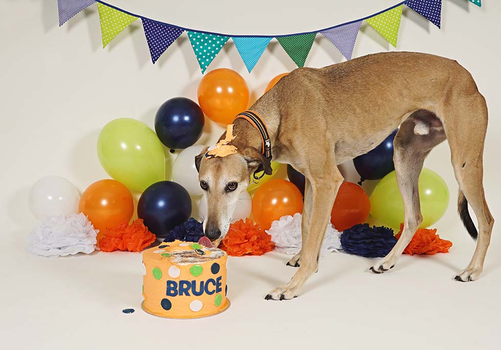 dog smash, dog cake smash, dog cake smashing, 1st birthday,dog cake smash photoshoot, pet photo shoot