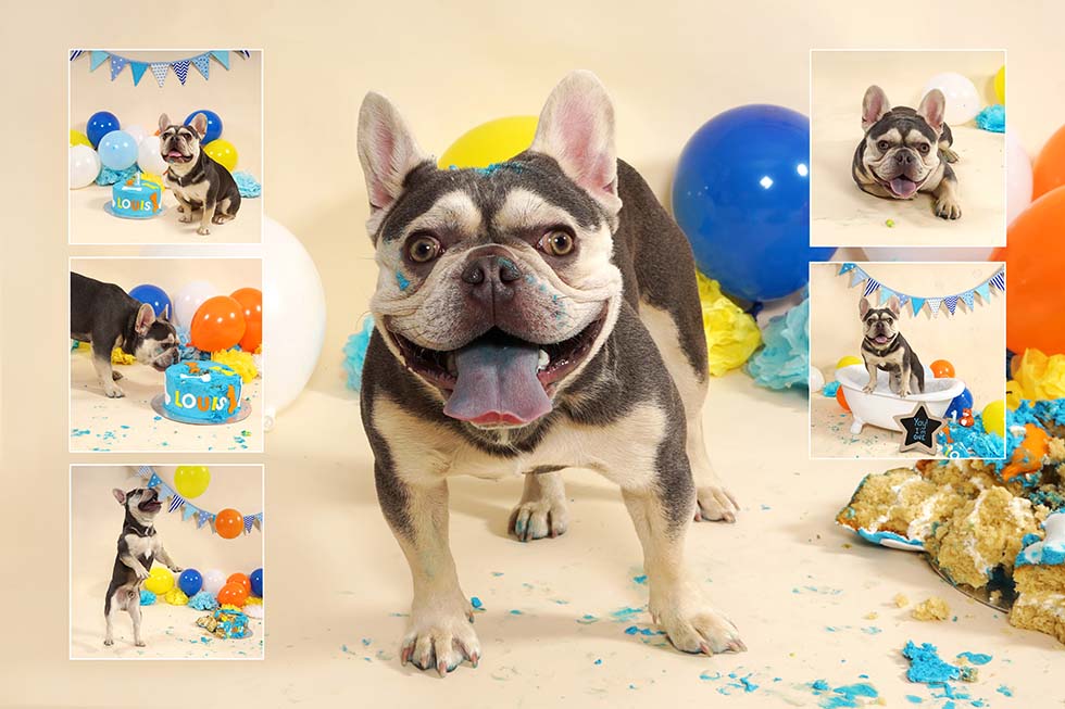 Dog Photoshoot, dog cake smash, dog smash, puppy smash, dog photos, dog photographer